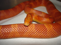 Albino Bloodred Corn Snake