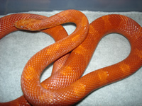 Albino Bloodred Corn Snake