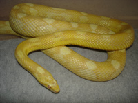 Butter Motley Corn Snake