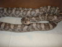 Lavender Corn Snake