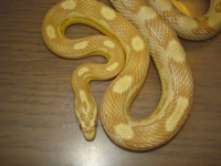 Butter Motley Corn Snake