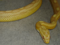 Butter Motley Corn Snake