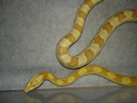 Butter Corn Snake