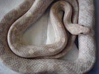 Hypo Lavender Corn Snake