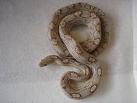 Hypo Lavender Motley Corn Snake