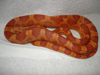 Albino Bloodred Corn Snake