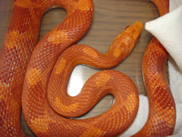 Albino Bloodred Corn Snake