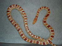 Reverse Okeetee Corn Snake