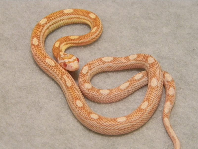 41 Best Cornsnake Ideas Corn Snake Snake Pet Snake